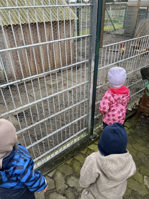 Wir besuchen die Hühner von nebenan